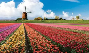 Keukenhof kiedy najlepiej jechać, aby zobaczyć tulipany w pełnym rozkwicie