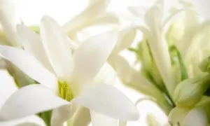 Białe kwiaty tuberozy, których intensywny zapach unosi się w powietrzu, tworząc romantyczną atmosferę.