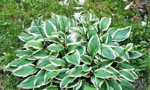 Ein Hosta-Strauch mit grün-weißen Blättern und zarten lila Blüten. Ein schöner funkien standort im Garten.