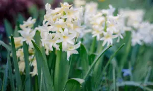 Zarte, cremefarbene Hyazinthen blühen im Frühling. Ihre Namen sind vielfältig, aber diese hier strahlen in hellem Gelb.