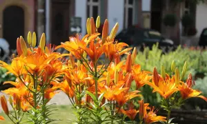 Leuchtend orange Taglilien blühen üppig. Ein sonniger Taglilien Standort mit Gebäuden im Hintergrund.