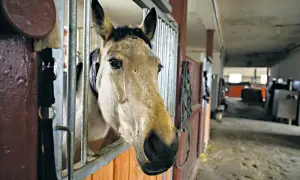 Klikowa stadnina - historia, hodowla koni i niezapomniane doświadczenia