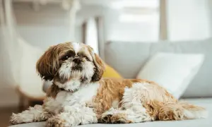 Ile gram karmy dla szczeniaka shih tzu? Kluczowe wskazówki żywieniowe.