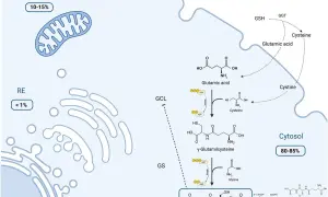 Schemat syntezy glutationu (GSH) w cytoplazmie. Glutation co to? To kluczowy antyoksydant.