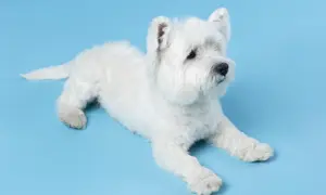 Uroczy west highland white terrier leży na niebieskim tle. Sprawdź west highland white terrier cena.