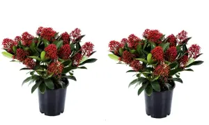 Två krukor med skimmia, fulla av röda bär. Perfekt för att lysa upp i vintermörkret, även vid skimmia minusgrader.