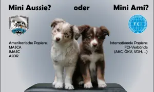 Zwei süße Welpen, ein heller und ein brauner, stellen die Frage: Mini Australian Shepherd oder Mini Ami?