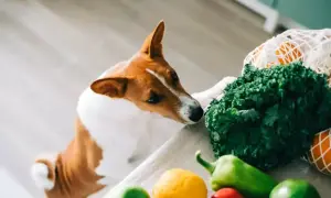 Ciekawski piesek wącha świeże warzywa, zastanawiając się, czy pies może jeść seler. Obok leżą jabłka, cytryna i papryka.