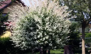Wierzba japońska po przycinaniu, z bujnymi, dwukolorowymi liśćmi, tworzy efektowną kulę w ogrodzie.