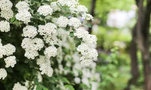 Kwitnąca tawułka, idealna do sadzenia wiosną lub jesienią, tworzy gęste, białe kaskady kwiatów.