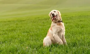 Golden retriever w domu czy na podwórku – co zapewni mu lepsze życie?