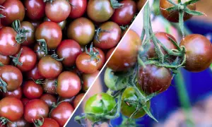Krzewy z dojrzałymi pomidorami black cherry. Niektóre są już ciemnoczerwone, inne wciąż zielone, gotowe do zbioru.