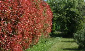Eine dichte Hecke aus rotlaubiger Glanzmispel, bereit zum Schneiden, grenzt an einen grünen Gartenweg.