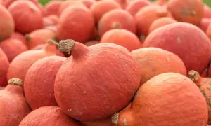 Mnóstwo pomarańczowych dyń hokkaido, gotowych do zbioru. Z nich można uzyskać pyszne nasiona.