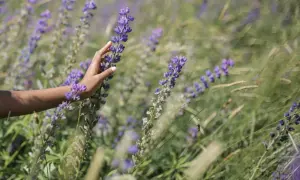 Main d'une femme effleurant des fleurs de lupin, évoquant les bienfaits des lupins pour les cheveux.