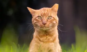 An ear-tipped ginger cat with striking green eyes sits in lush green grass, looking directly at the camera.