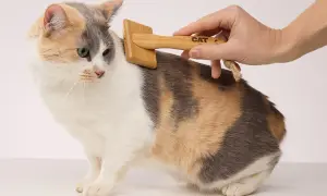 A hand gently brushes a calico cat with a wooden brush. Regular grooming helps answer how often should I brush my cat.