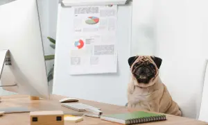 En mops sitter på en stol vid ett skrivbord med en dator och diagram. En arbetsgivare som tillåter hund på kontoret.