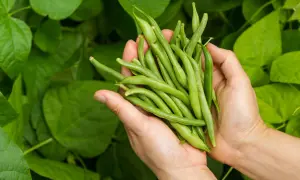 Händer håller en nyskördad hög med haricots verts mot en bakgrund av gröna blad.