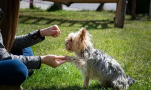 Entrenando a un Yorkshire Terrier, una de las razas de perros hiperactivos, a dar la pata en el césped.
