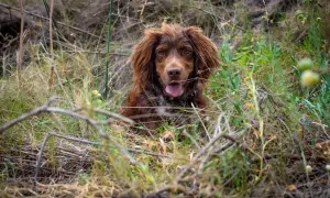 Czekający polski spaniel myśliwski w trawie, z językiem na wierzchu.