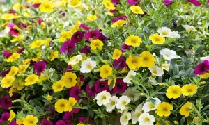 En frodig rabatt med lobelia frost i gult, vitt och lila. Blommorna bildar ett färgstarkt hav.