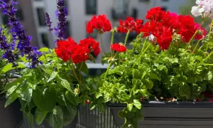 Färgglada blommor i en balkonglåda. Lär dig hur du kan odla på balkong med röda pelargoner och lila salvia.