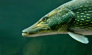 Ein Hecht schwimmt im dunklen Wasser, seine scharfen Zähne sind sichtbar. Er ist ein gefürchteter Räuber, der seine Feinde jagt.
