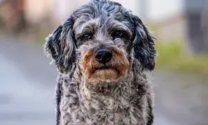 Ein neugieriger Australian Shepherd Pudel Mix mit blauen Augen und grauem, lockigem Fell blickt in die Kamera.