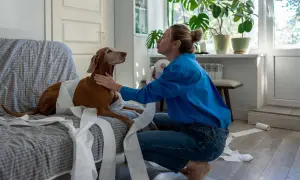 Frau versucht, ihren Hund zu beruhigen, der in Klopapier eingewickelt ist.