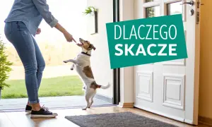 Chcesz wiedzieć, jak oduczyć psa skakania? Ten energiczny piesek czeka na smakołyk, ale jego właścicielka pracuje nad jego zachowaniem.