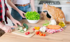 Pomarańczowy kot obserwuje, jakie warzywa może jeść kot: ogórki, marchewki, pomidorki, sałatę.