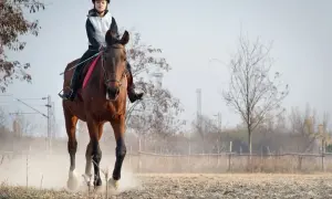 Dziewczynka w kasku i kamizelce jedzie na brązowym koniu, który wzbija kurz.