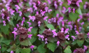 Purpurowy chwast zbożowy: jak go rozpoznać i dlaczego jest groźny