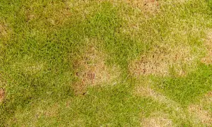 El césped amarillo y verde se ve seco en algunas zonas, como si el sol hubiera quemado algunas partes.