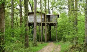 Une cabane dans les arbres haut de France, perchée au milieu d'une forêt verdoyante, invite à l'aventure. Un chemin serpente vers cette retraite insolite.