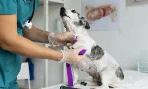 Veterinario examina a un perro con manchas grises y blancas, posiblemente para diagnosticar tipos de epilepsia en perros.