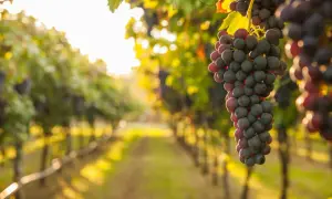 Grappoli d'uva Sangiovese maturi in vigneto al tramonto. Il Sangiovese è originario della Toscana, cuore della produzione vinicola italiana.
