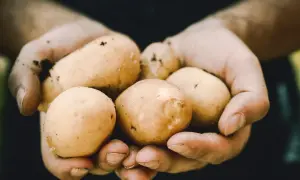 Garść świeżych ziemniaków, prosto z ziemi. Zastanawiasz się nad ich ziemniaki kcal?
