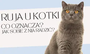 Ile kotka ma ruje? Poznaj częstotliwość rui i jej objawy