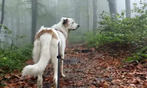 Bieszczady z psem. W jesiennej mgle, na leśnej ścieżce usłanej liśćmi, czeka wierny towarzysz.