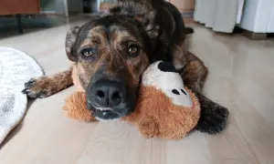 Ein braun getigerter Hund liegt entspannt auf dem Boden und kuschelt mit seinem Stofftier. Er zeigt eine sanfte Habituation.