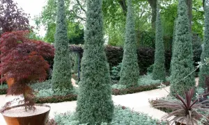 Hohe, schmale Zypressen mit blaugrüner Nadelung prägen diesen Garten. Sie stehen neben einem roten japanischen Ahorn und verschiedenen Bodendeckern.