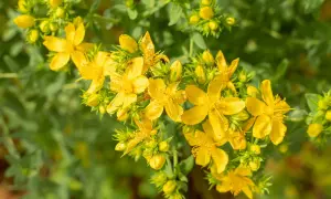 Ein Strauß leuchtend gelber Blüten der Johanniskraut-Pflanze, umgeben von grünem Laub und Knospen.
