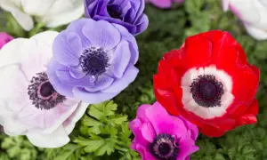 Wiosenny bukiet z czerwonym, fioletowym, różowym i białym **anemonem**.