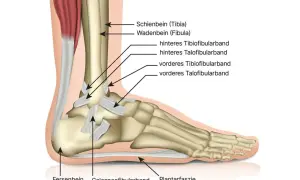 Detailansicht des **Aufbaus Sprunggelenk**: Schien- und Wadenbein, Bänder wie vorderes und hinteres Tibiofibularband, sowie Fersenbein und Plantarfaszie.