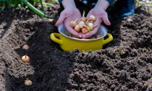 Sadzenie cebulek czosnku. Zastanawiasz się, co sadzić obok czosnku? Warto posadzić marchew, truskawki lub zioła.