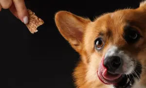Corgi z językiem na pysku czeka na przysmak. Czy to karma sucha czy mokra dla psa?