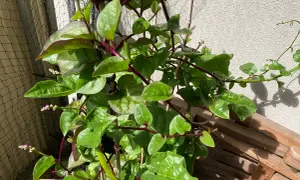 En klätterväxt med gröna blad och lila stjälkar. Små rosa blommor syns. Vissa delar av malabarspenat kan vara giftiga.
