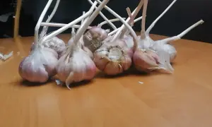 Kilka główek czosnku Harnaś z białymi łodyżkami leży na drewnianym stole.